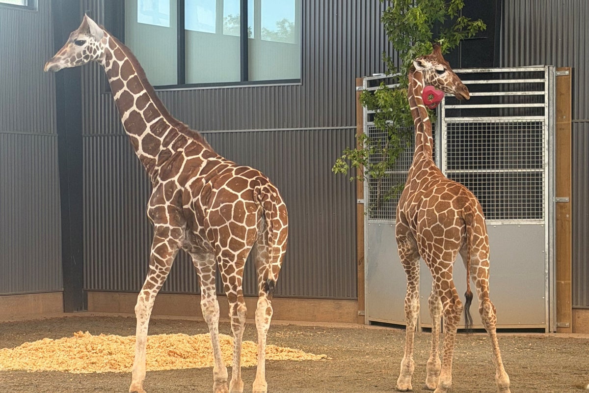 Two baby giraffes who went vanished from a Virginia zoo a year ago are found safe