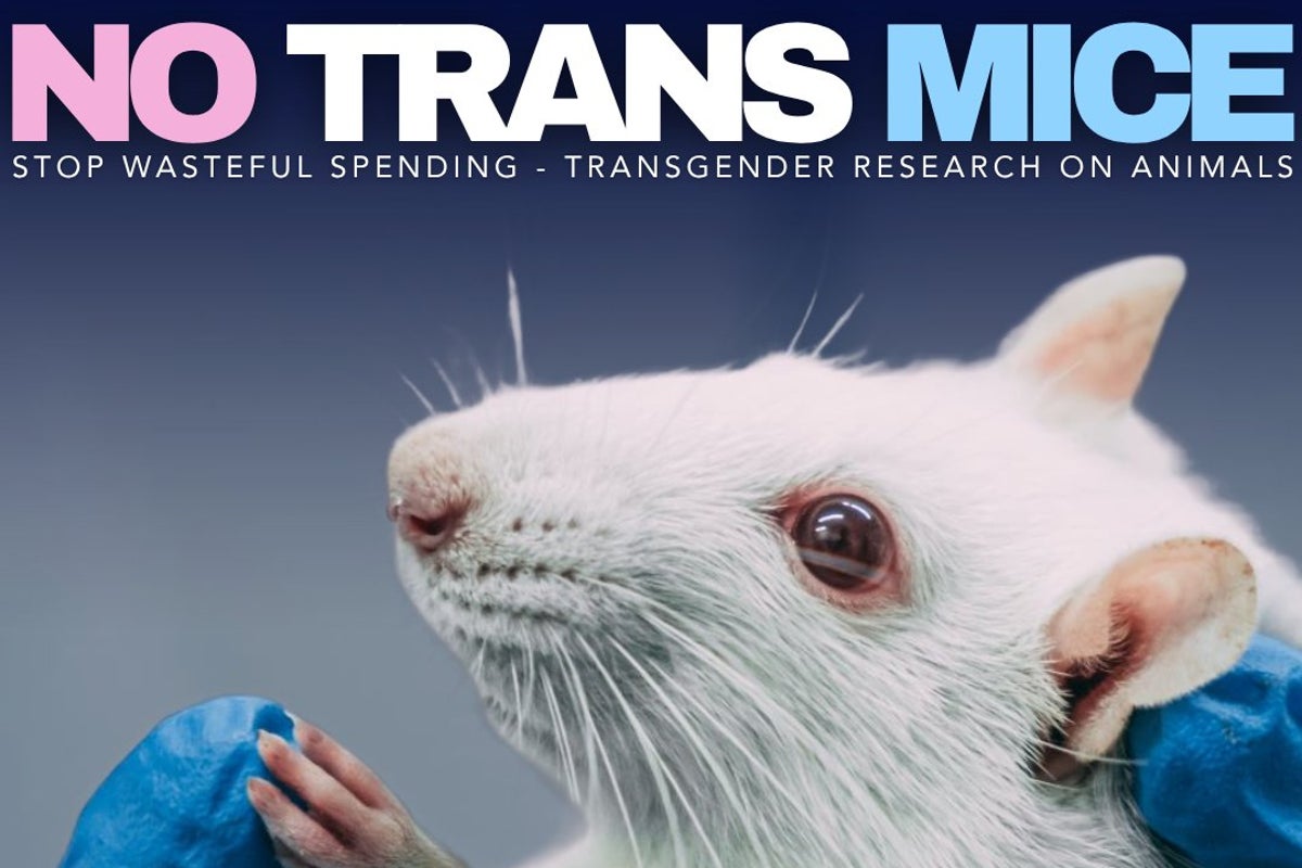 Nancy Mace Mocked Online After Posting About ‘trans’ Mice In Research