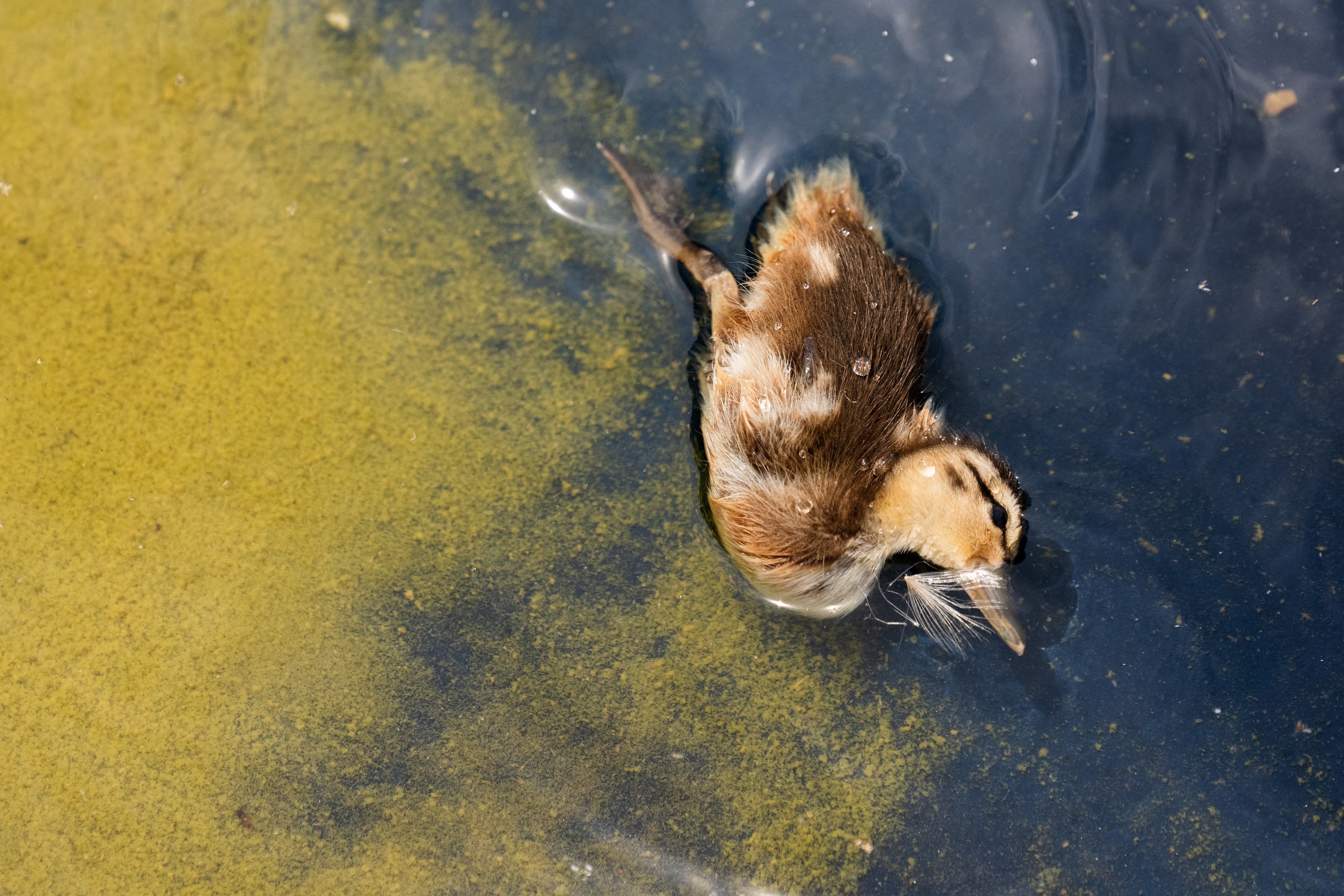 The duckling’s cause of death wasn’t immediately clear