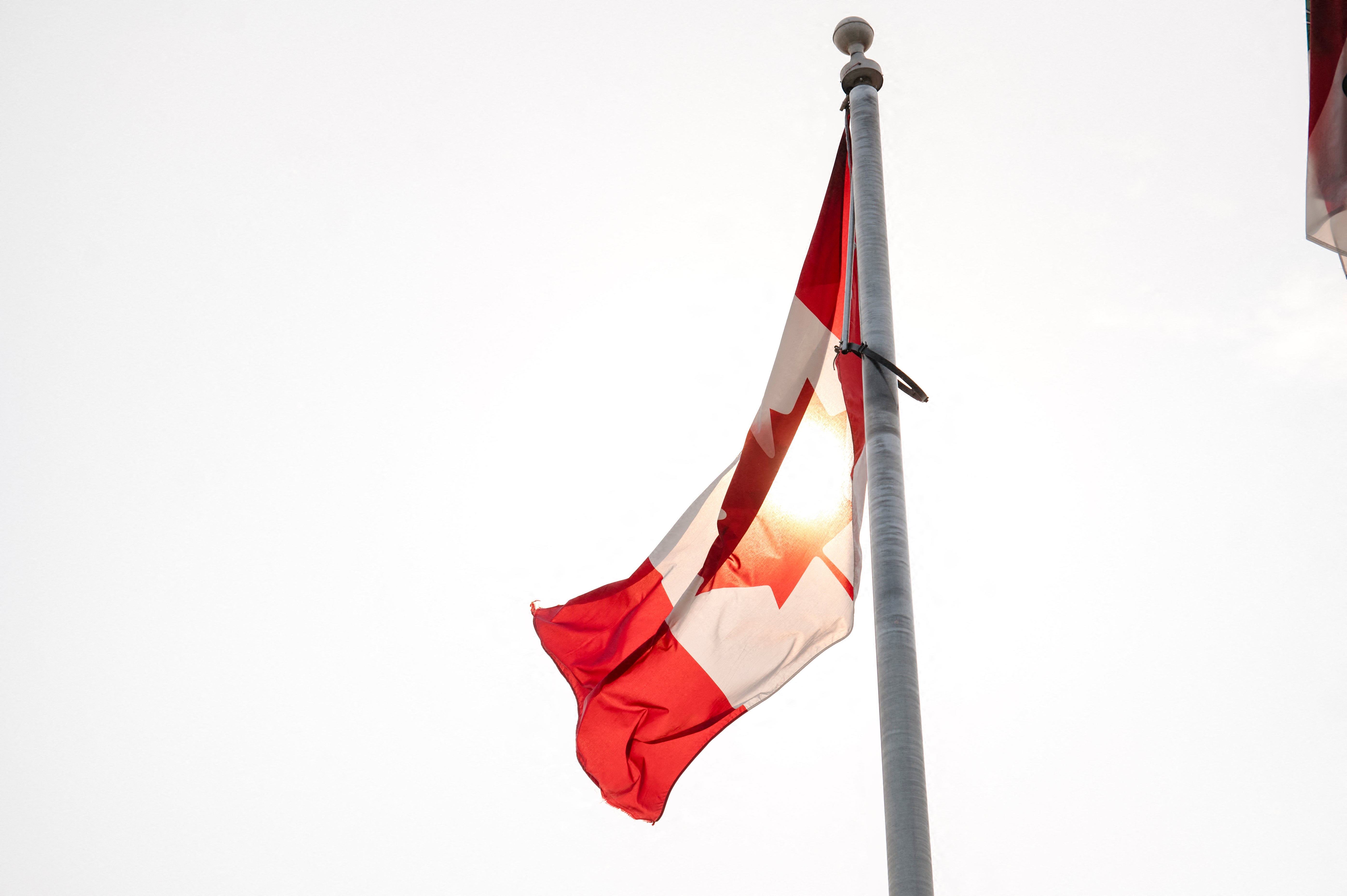 Canadian town officially recognizes trees as living beings with rights: ‘Our biggest ally’