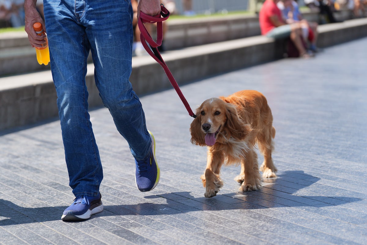 What temperature is too hot to walk a dog in a heatwave?