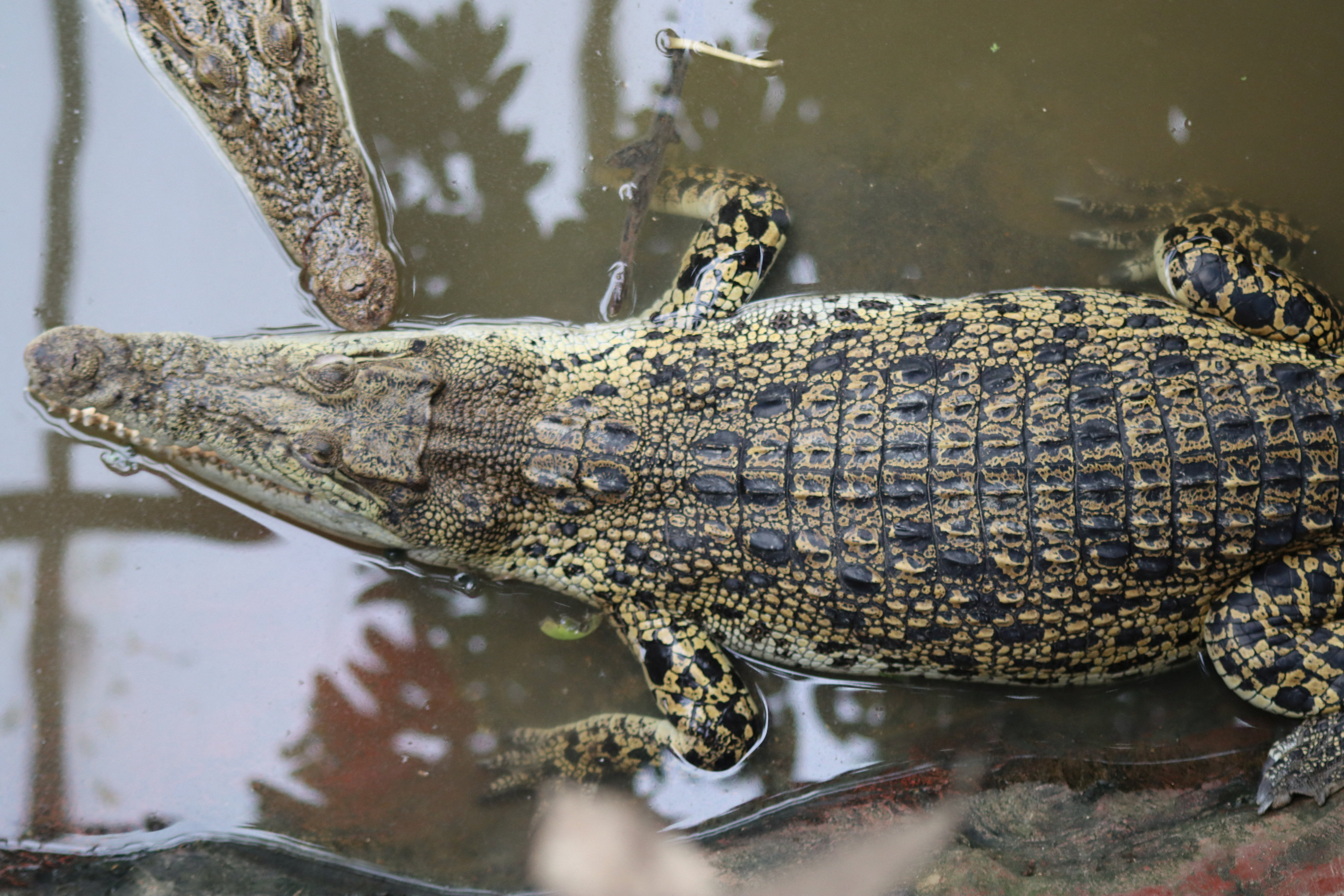 https://static.independent.co.uk/2026/06/22/13/2026-06-19T154048Z_1961297289_RC21PKA7RLHT_RTRMADP_3_BRITAIN-CROCODILE.JPG?trim=0,0,0,0&width=1200&height=800&crop=1200:800