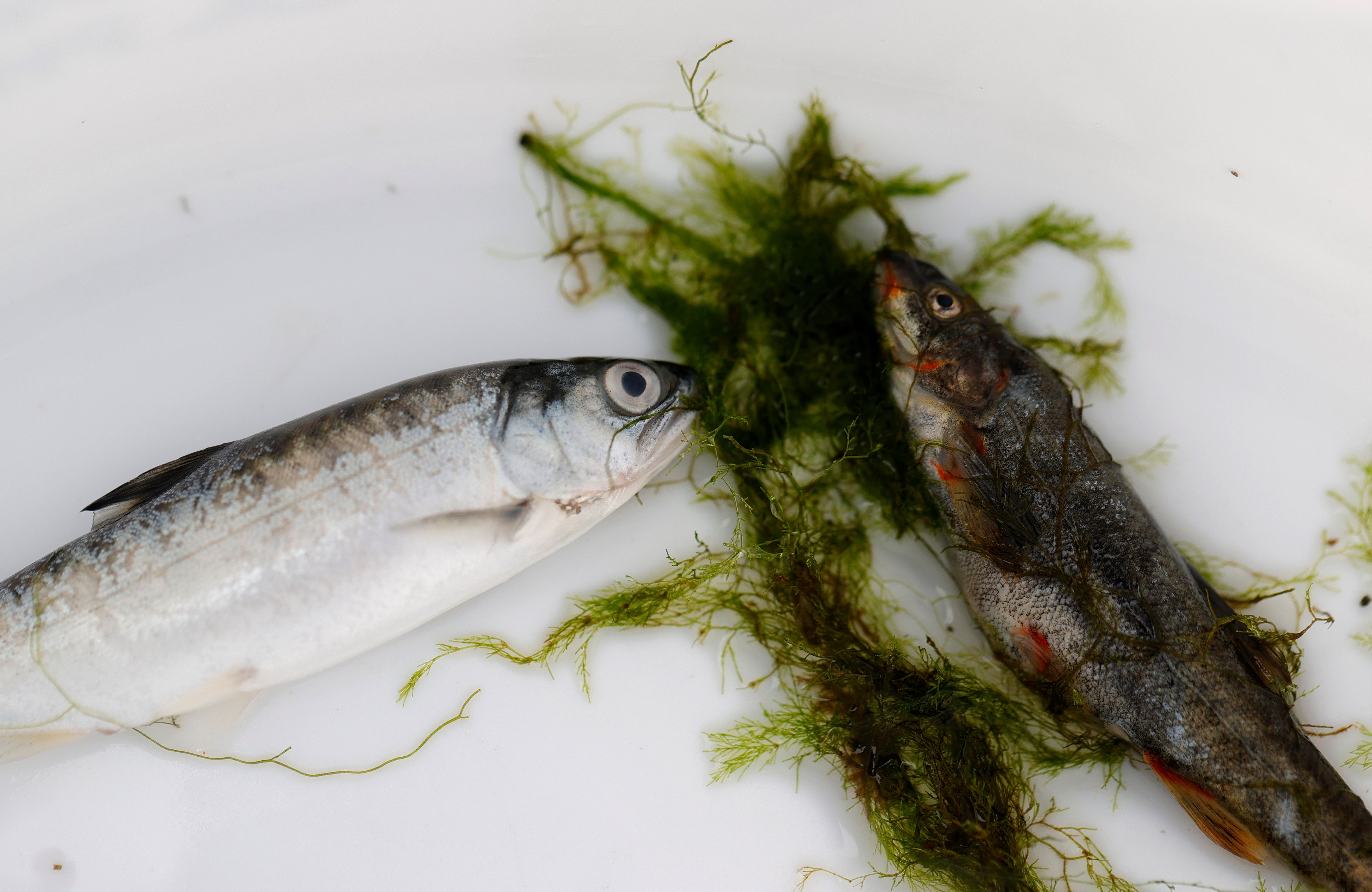 A deadly parasite is taking over and killing fish in one river in California and Oregon