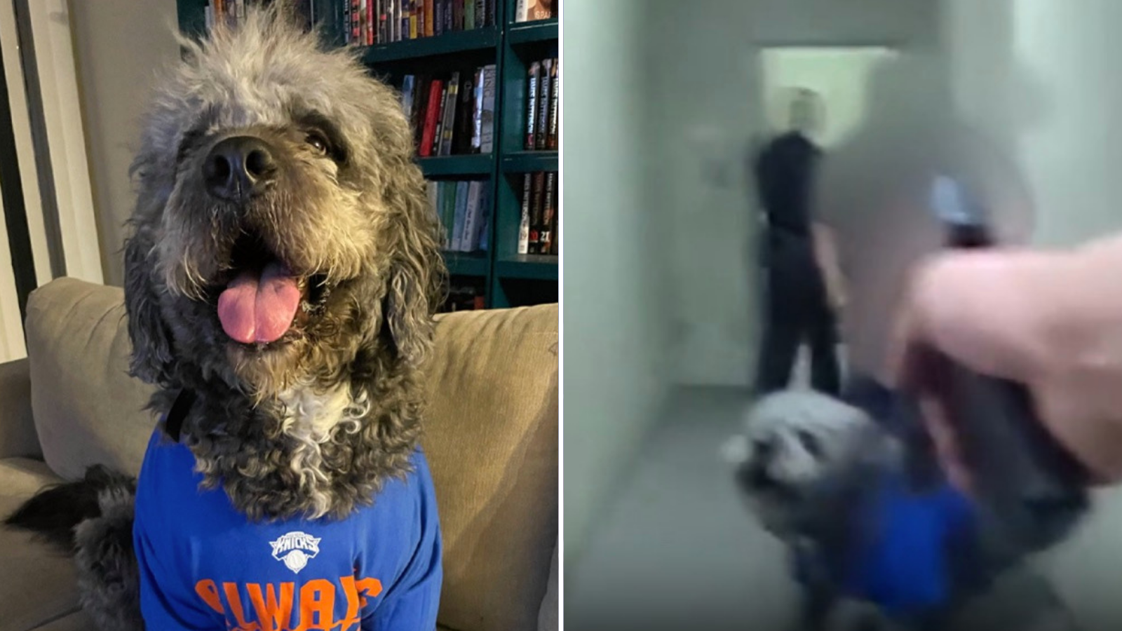 Woman Sues LA After LAPD Officers Shot Her Dog During Knicks Championship Celebration