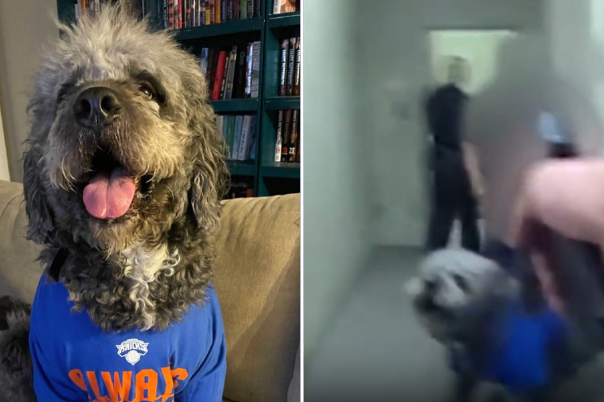 Woman whose dog was killed by LAPD cops while she celebrated the Knicks championship sues the city – UK Times Woman whose dog was killed by LAPD cops while she celebrated the Knicks championship sues the city – UK Times