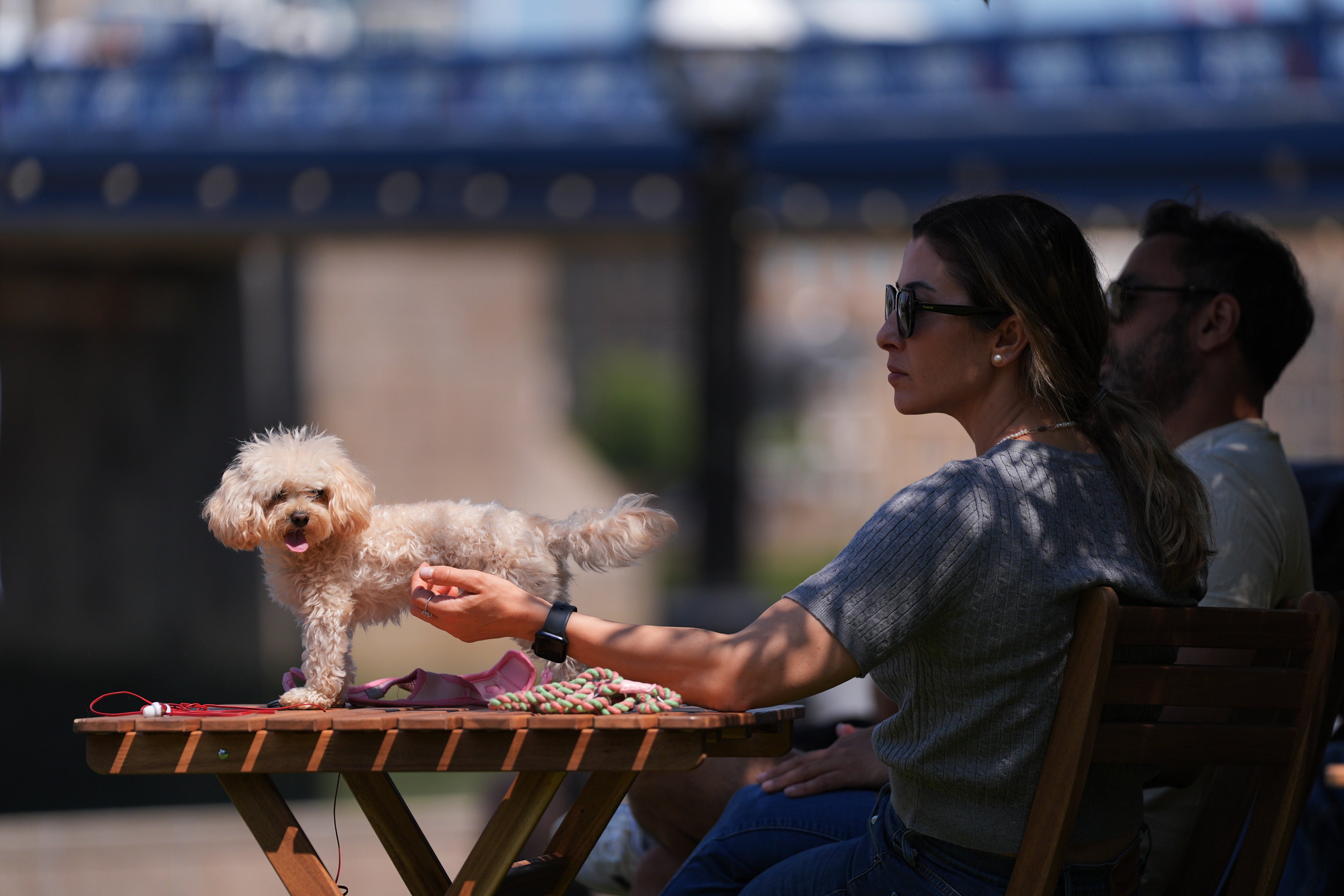 Naia, a 2-year-old toy poodle rests on a table in the warm weather in Potters Fields Park, London