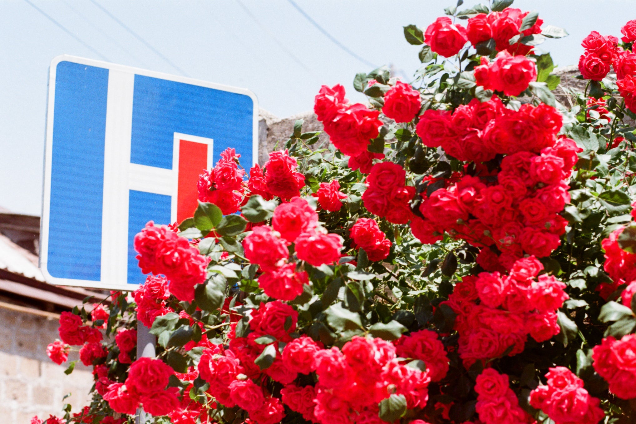 Roses grow on the side of the road in Yerevan (Rich Booth)