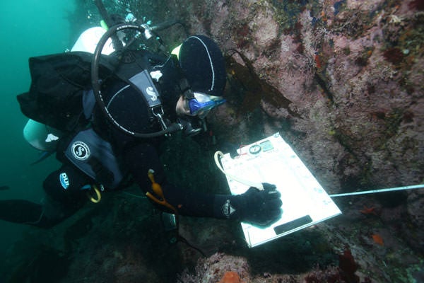 Ein Wissenschaftler dokumentiert das Fortschreiten der Seestern-vernichtenden Krankheit bei verschiedenen Arten von Seesternen. Die Krankheit hat Milliarden von Lebewesen getötet