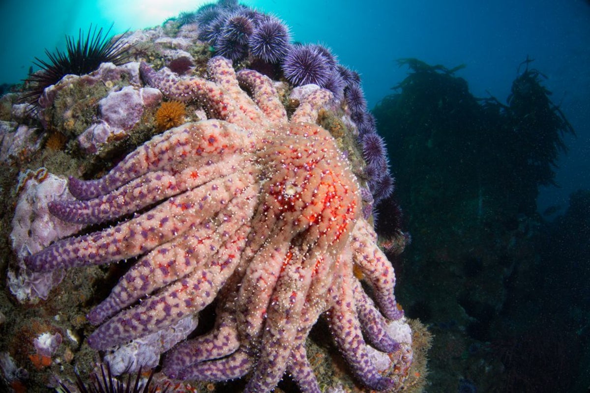 Wacky ocean species thought lost 10 years ago rediscovered off California coast – UK Times Wacky ocean species thought lost 10 years ago rediscovered off California coast – UK Times