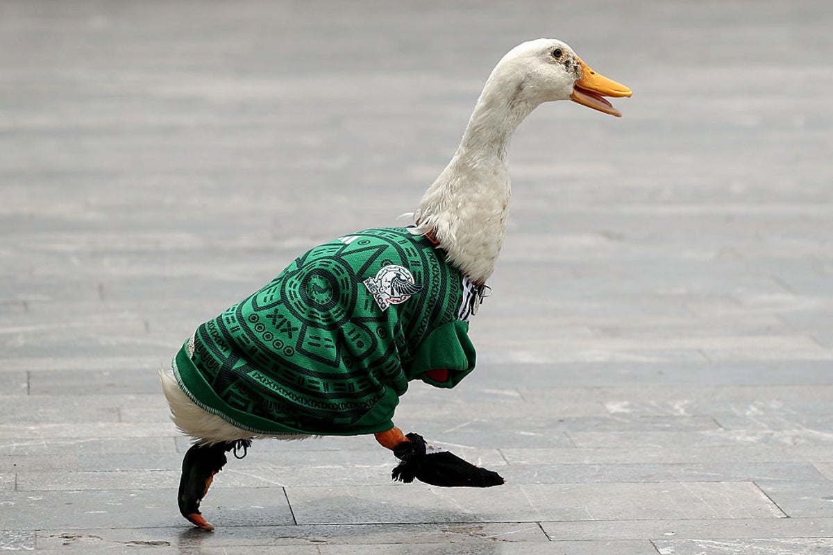 A pet duck became a World Cup viral sensation — then came the presidential invitation – UK Times A pet duck became a World Cup viral sensation — then came the presidential invitation – UK Times