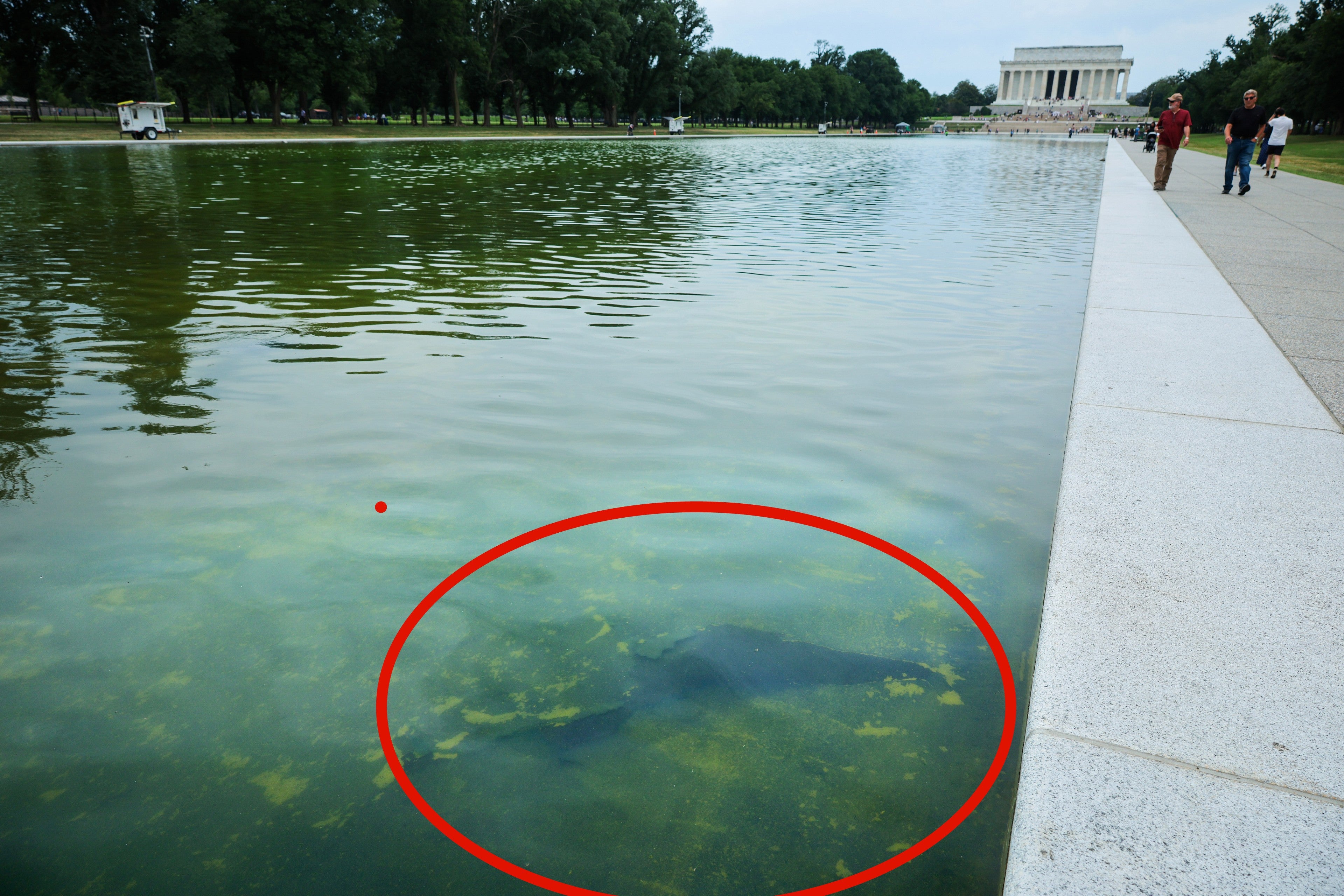 Washington’s Reflecting Pool to be drained again after makeover leads to algae, peeling paint
