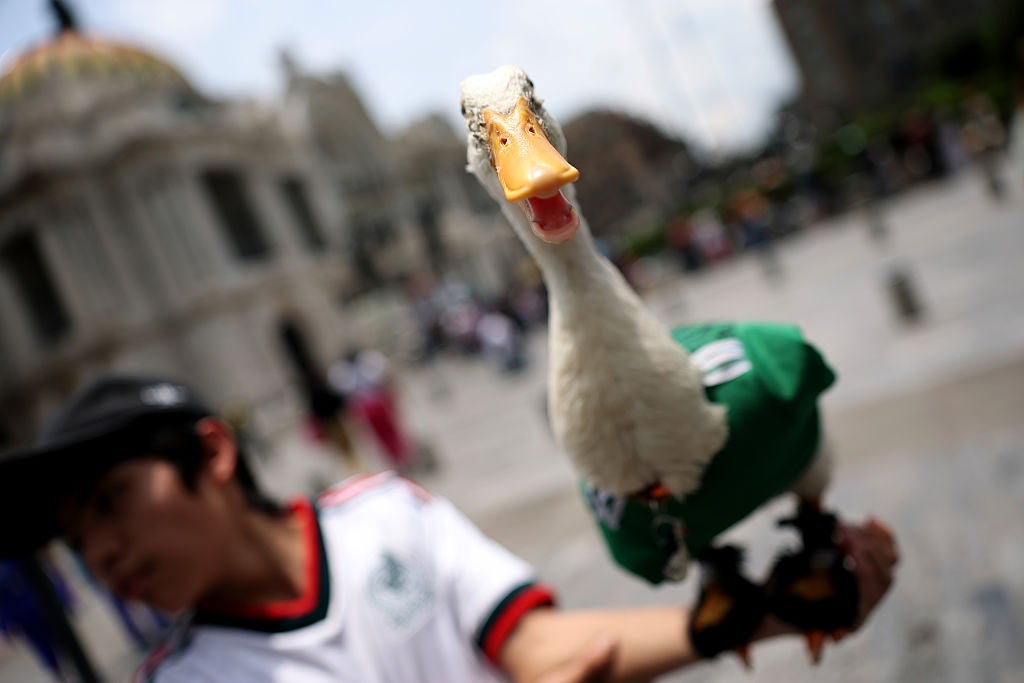 Merlin's viral journey began on June 11, when he was spotted among jubilant crowds in Mexico City