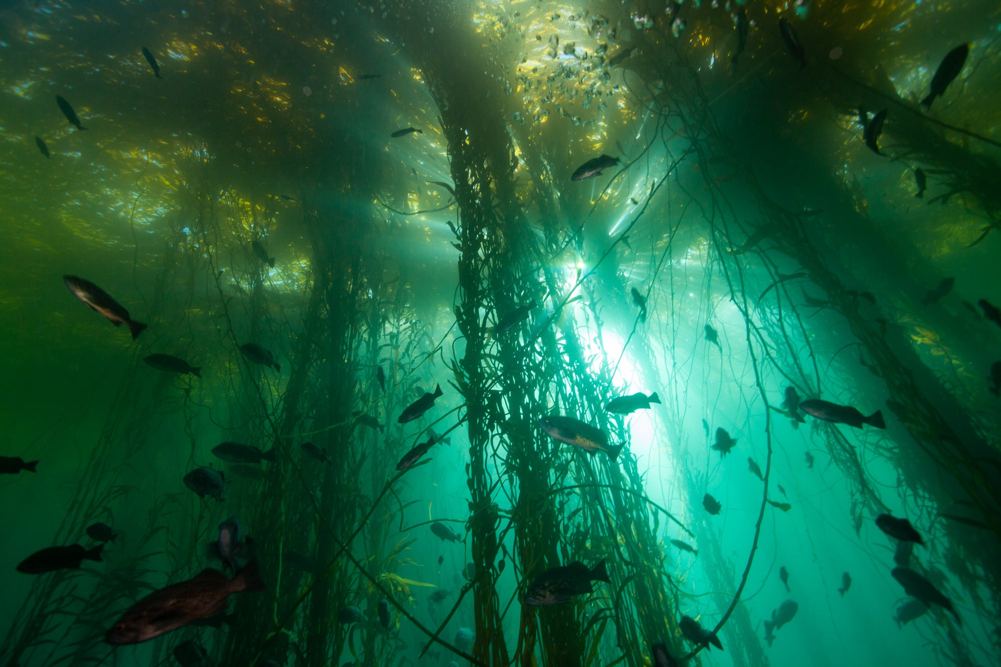 Vor der Küste Kaliforniens ist ein Kelpwald zu sehen. Kelpwälder sind ein wichtiger Lebensraum für Hunderte von Arten