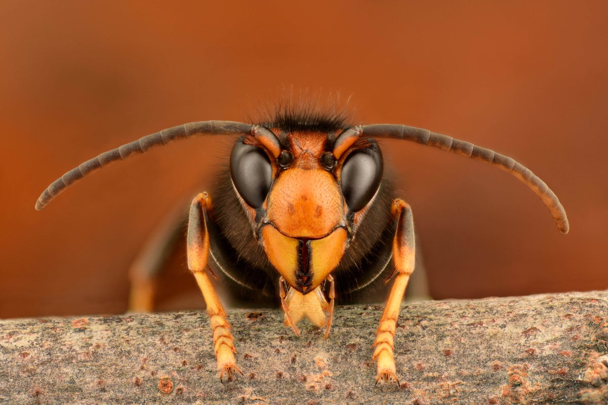 The invasive species you don&rsquo;t want in your garden