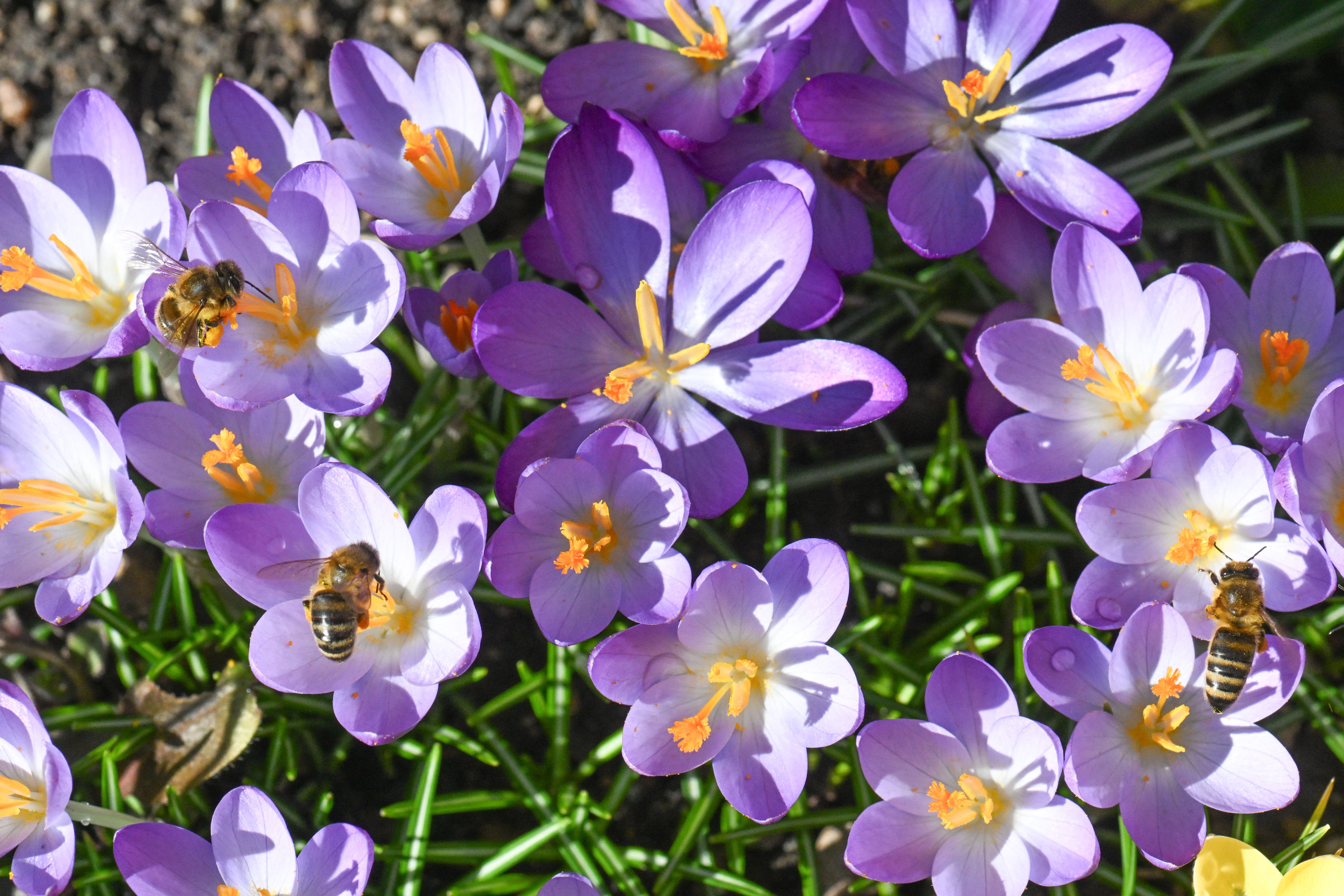Hay fever affects around 20 per cent of UK adults (AFP/Getty)