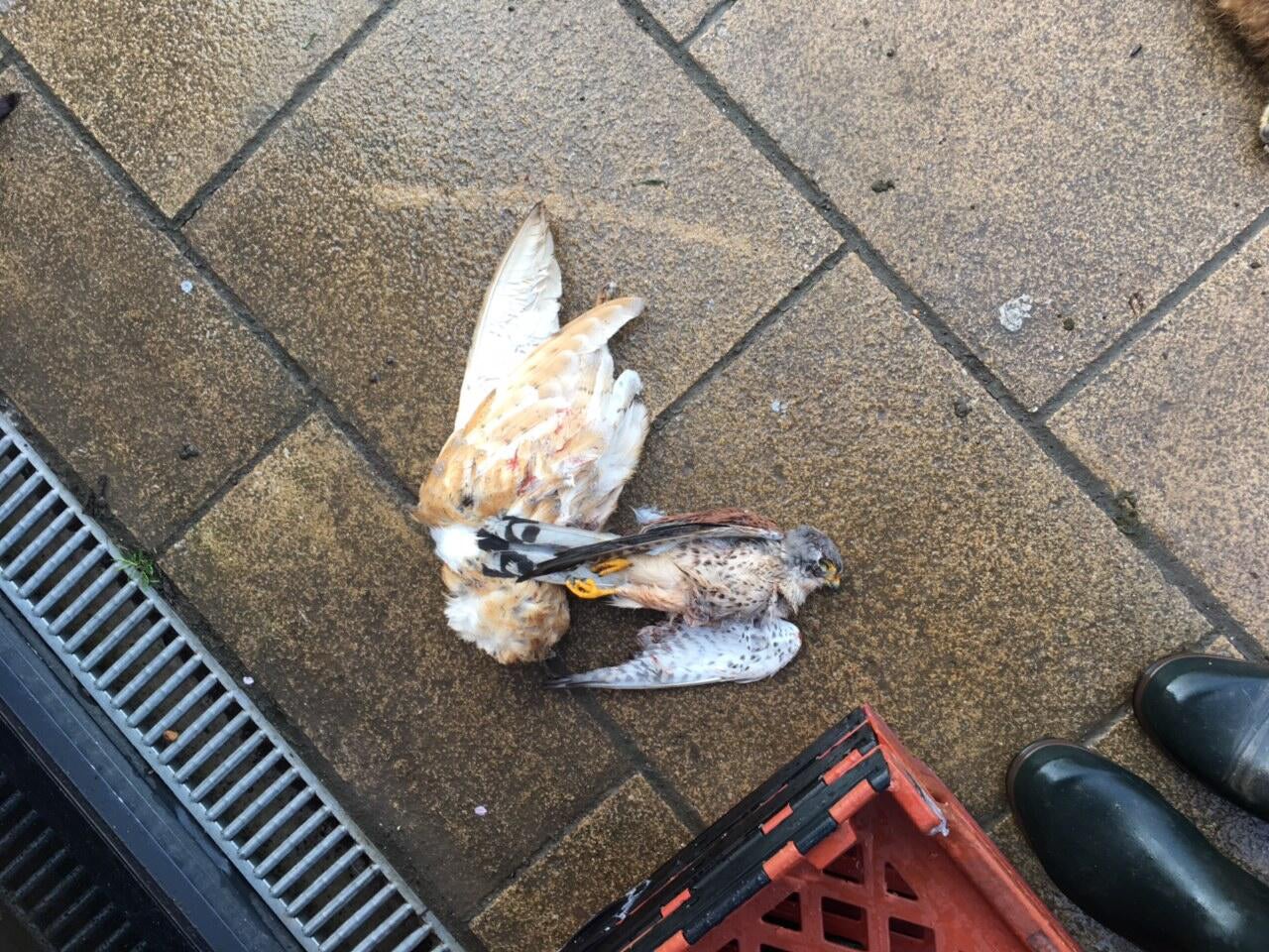 The dead birds outside the Broughton Community Shop (Crown Prosecution Service/PA Wire)