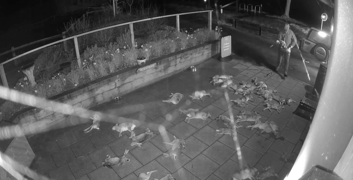 Man caught dumping dead barn owl and kestrel in &lsquo;horror movie scene&rsquo; outside Hampshire village shop