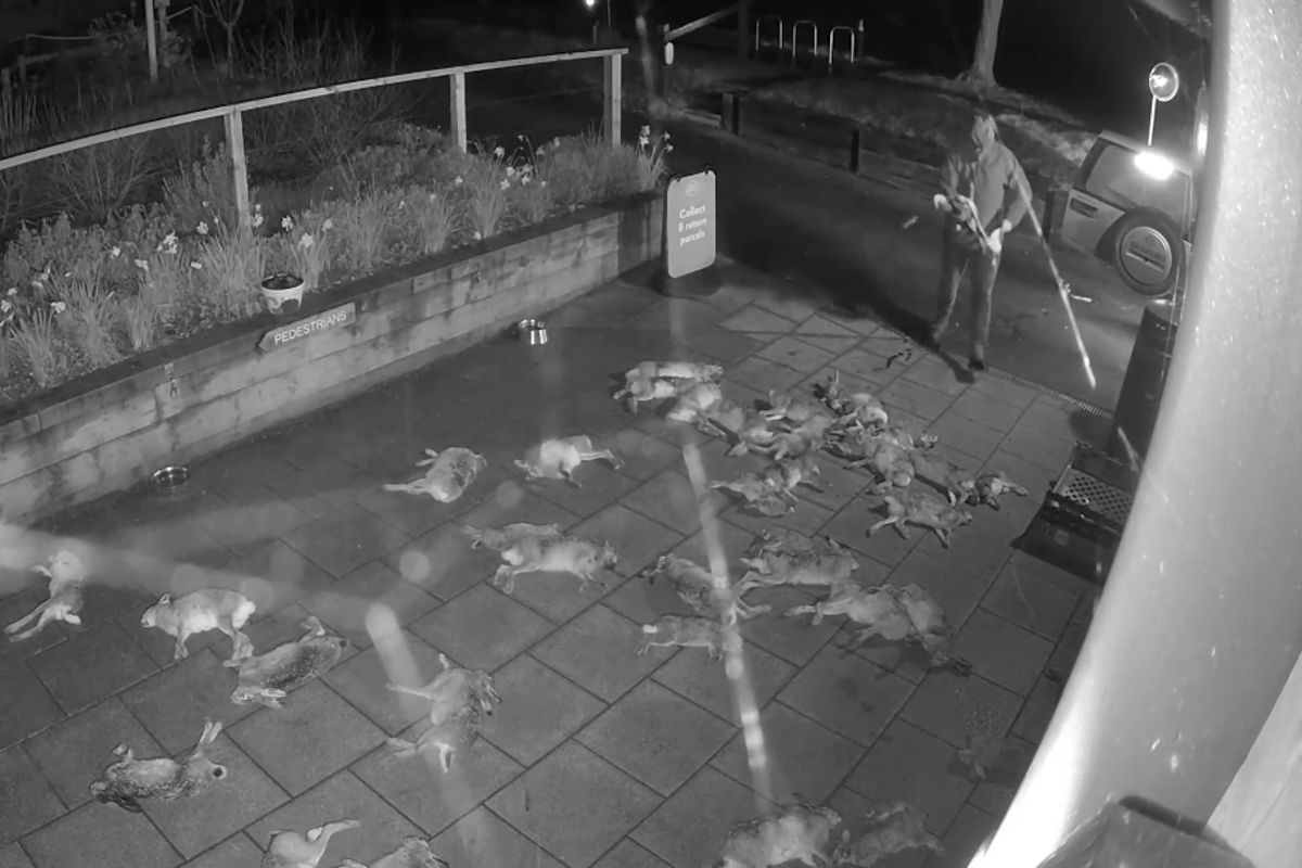 Man caught dumping dead barn owl and kestrel in ‘horror movie scene’ outside Hampshire village shop Man caught dumping dead barn owl and kestrel in ‘horror movie scene’ outside Hampshire village shop