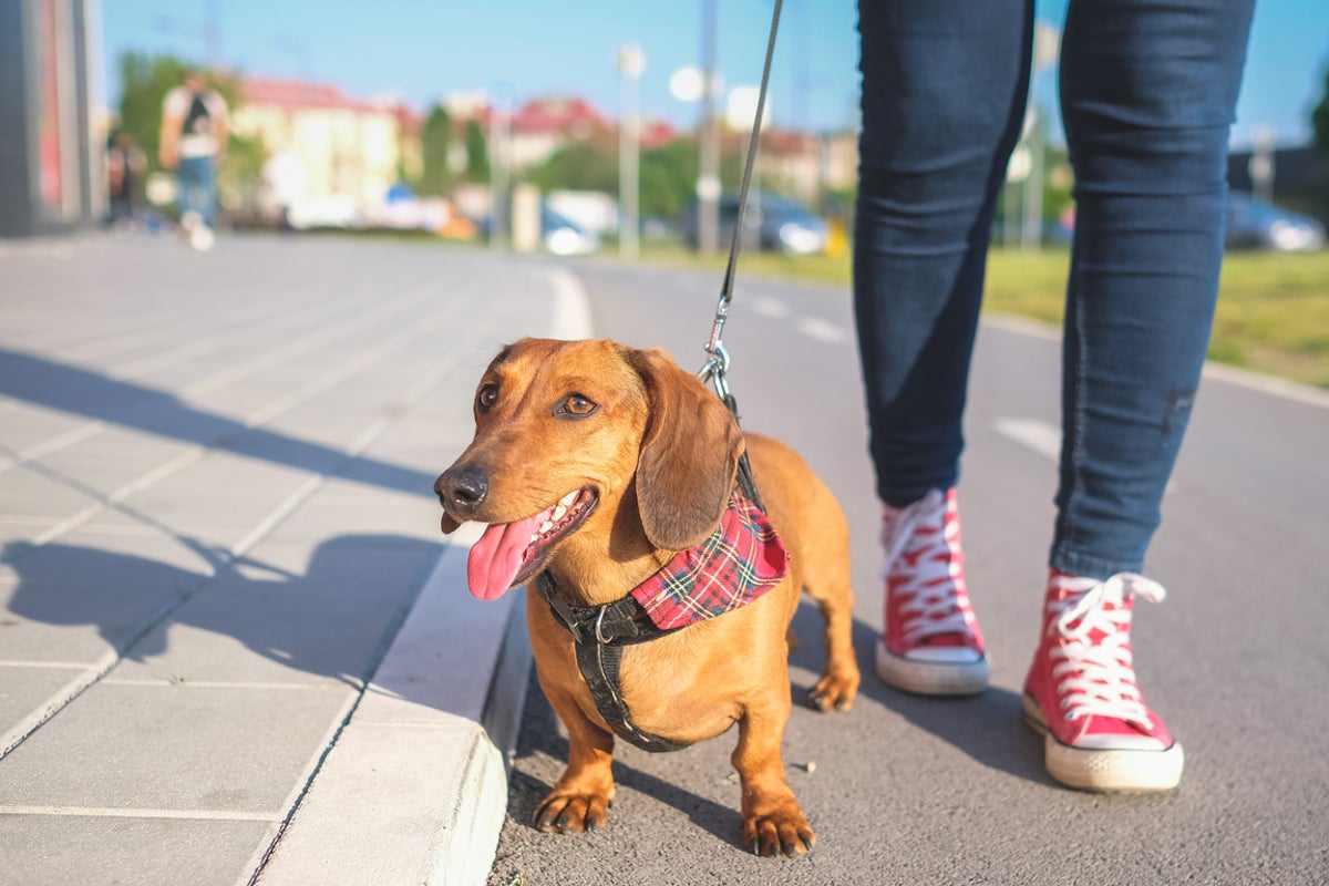 When is it too hot to walk your dog? RSPCA issues warning as temperatures soar – UK Times When is it too hot to walk your dog? RSPCA issues warning as temperatures soar – UK Times