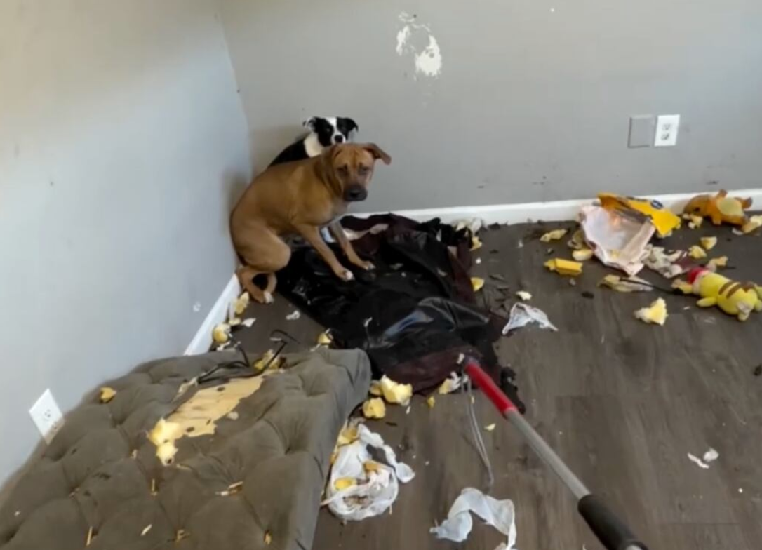 Kristi Noem-led ICE left two dogs in an apartment without food or water for a week after owners were detained: report – UK Times