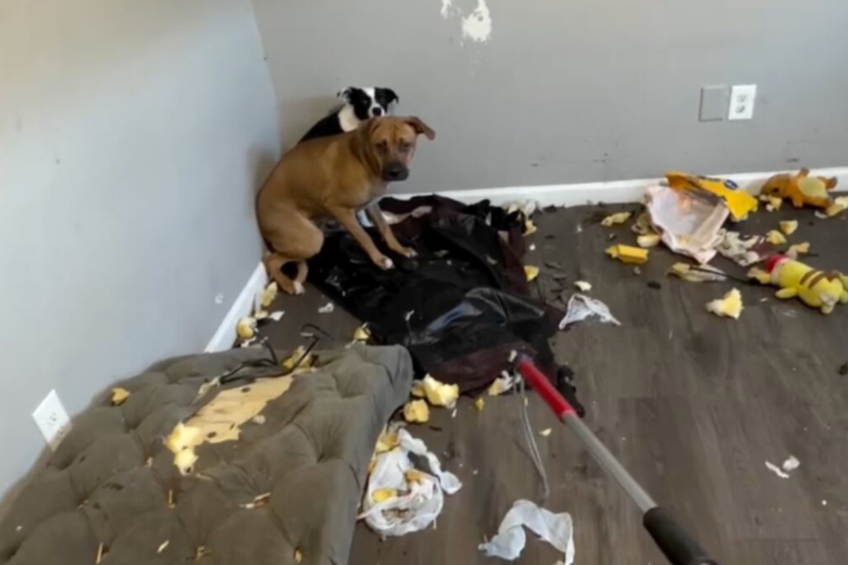 Kristi Noem-led ICE left two dogs in an apartment without food or water for a week after owners were detained: report – UK Times Kristi Noem-led ICE left two dogs in an apartment without food or water for a week after owners were detained: report – UK Times