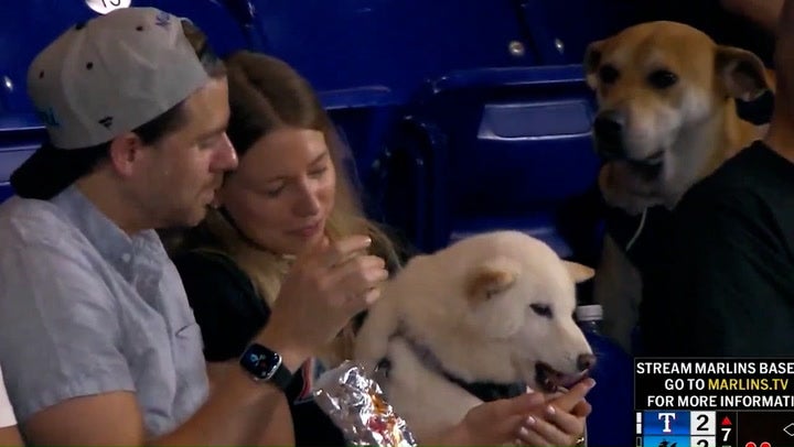 Dog watches with envy as another canine is fed a hotdog at MLB game