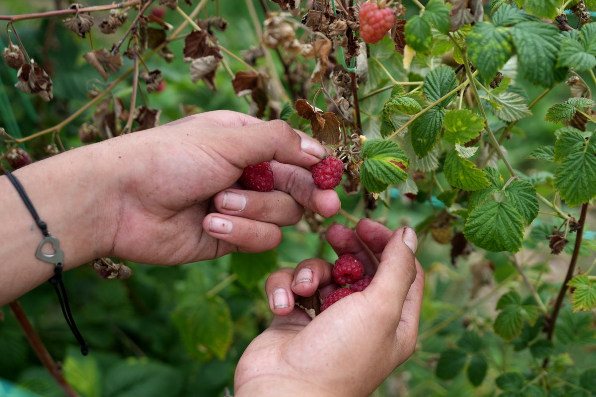 Serbian Town of Arilje Known for Exporting Raspberries Worldwide