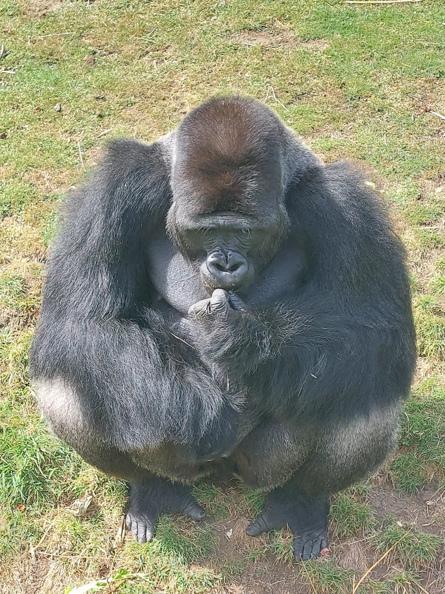 Nkoumou will become the troop’s main peacekeeper and protector, helping maintain stability within the family group