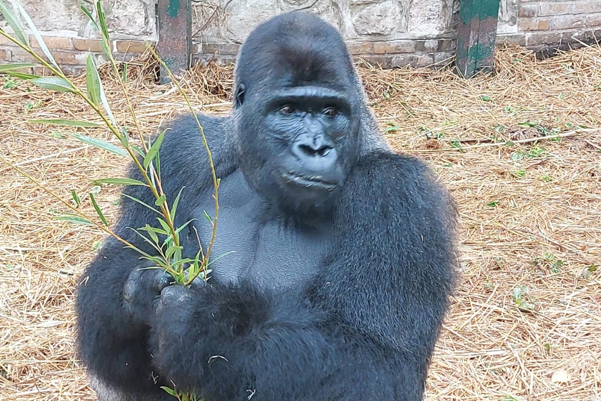 Bristol Zoo Project welcomes new silverback to lead troop following popular gorilla’s death – UK Times Bristol Zoo Project welcomes new silverback to lead troop following popular gorilla’s death – UK Times
