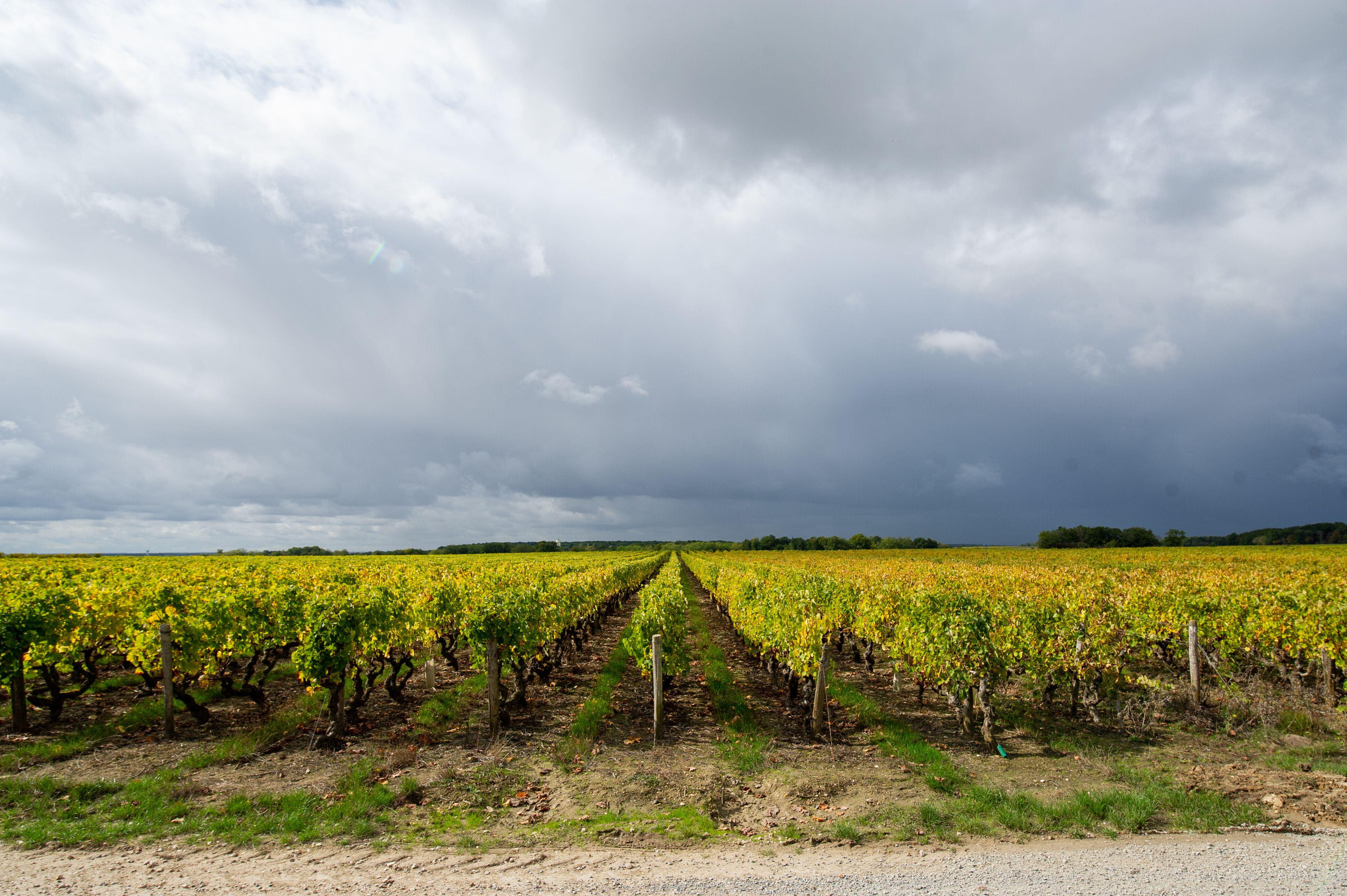 Grapevines in the Loire Valley, France (Alamy/PA)