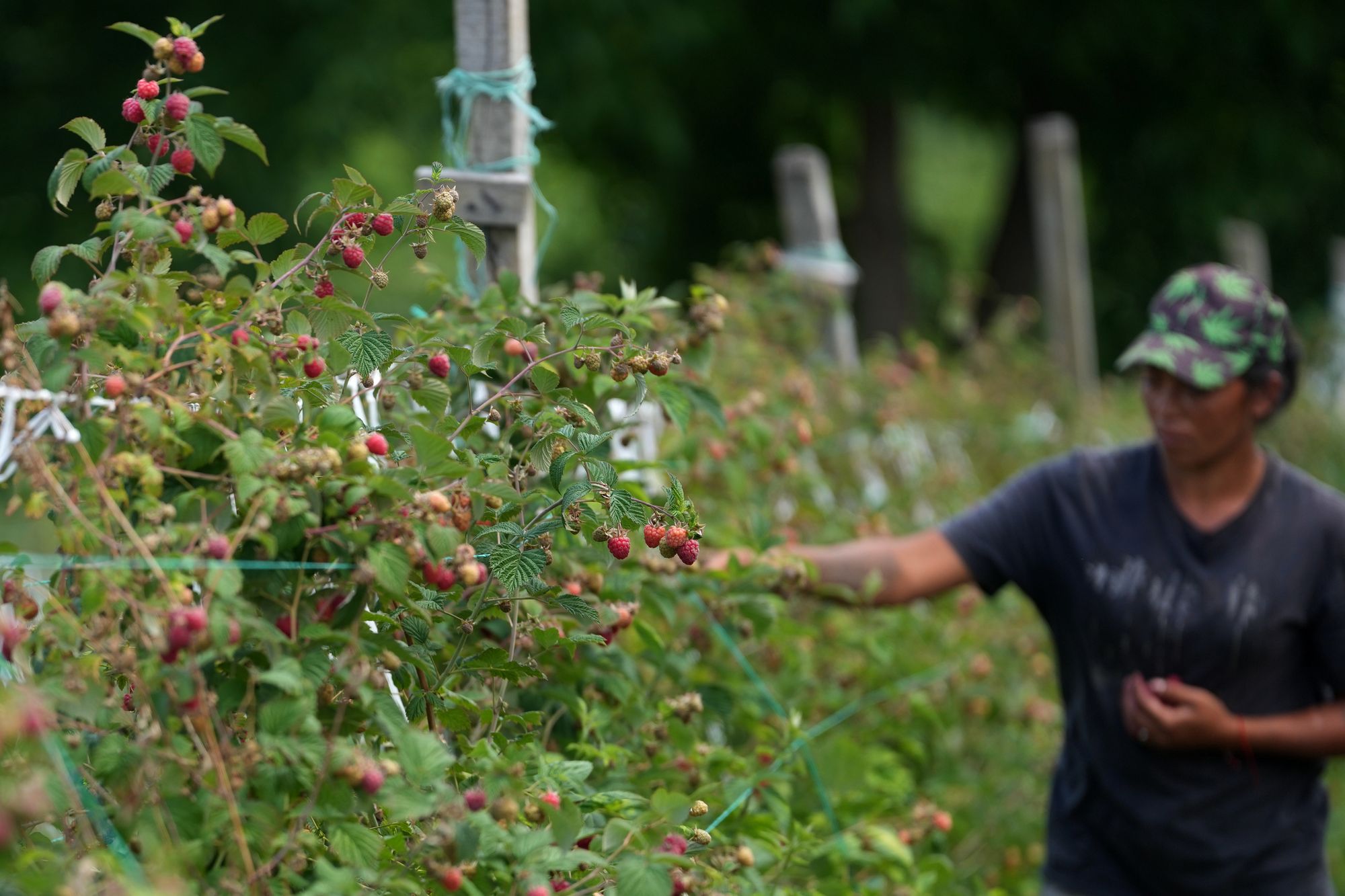 This year's yield is expected to be 20-30% lower than normal, a consequence of last year's drought (AP Photo/Darko Vojinovic)