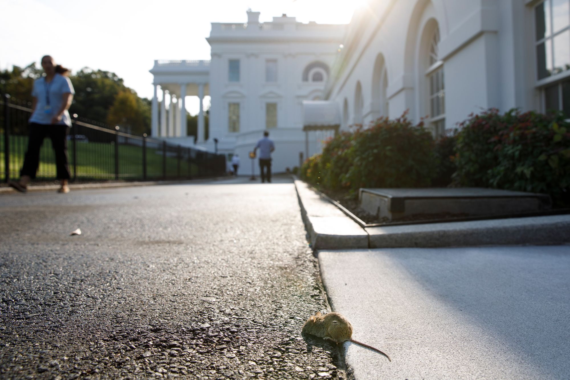 A field mouse is seen outside of the White House in Washington, D.C., in September 2019. Mice are building up more adaptation to rodenticide than rats