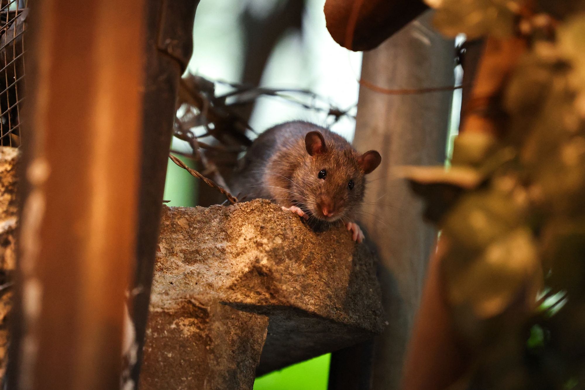 Hantavirus is mainly spread by contact with rodents or their urine, saliva or droppings (AFP/Getty)