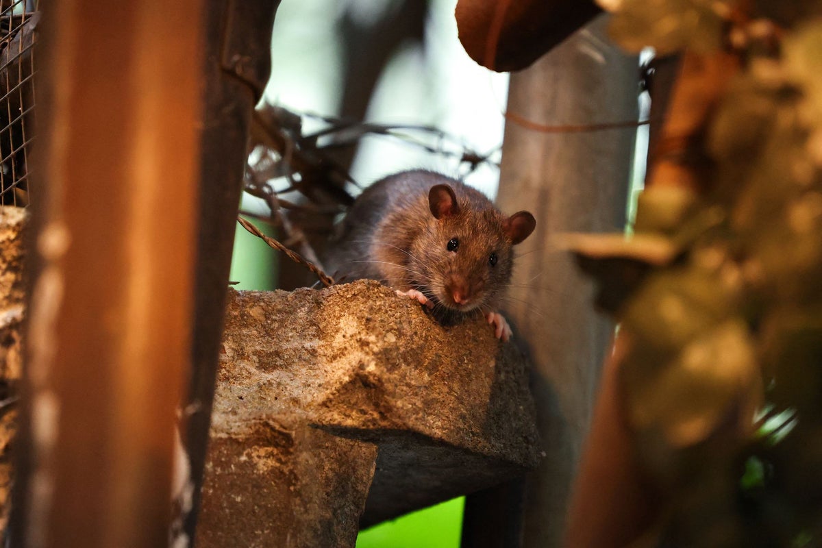 Rats are mutating and becoming resistant to poison, researchers warn – UK Times Rats are mutating and becoming resistant to poison, researchers warn – UK Times