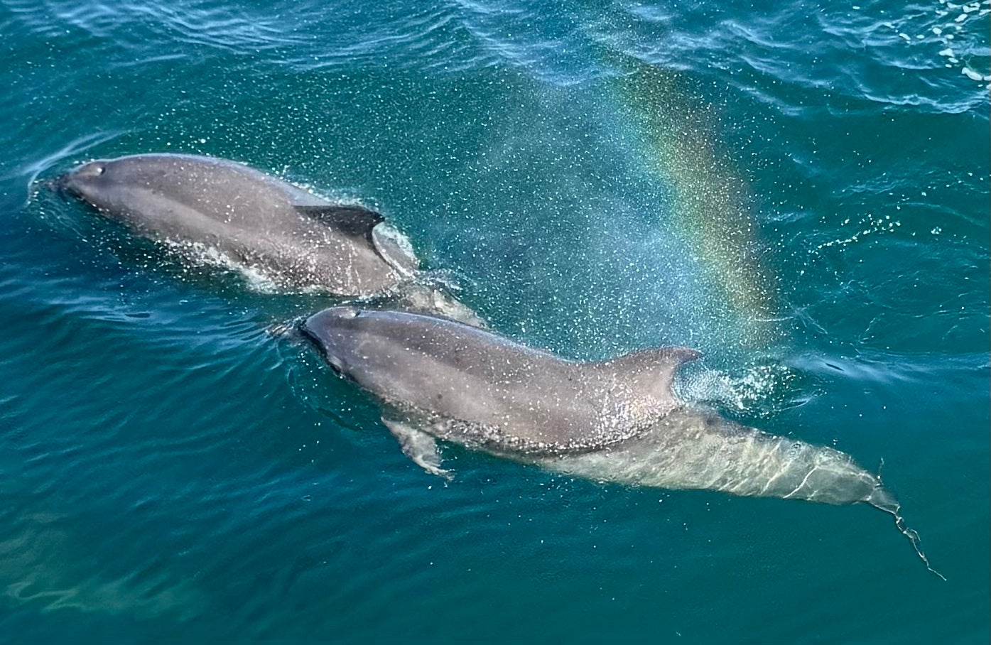 Dolphins were spotted from the ship