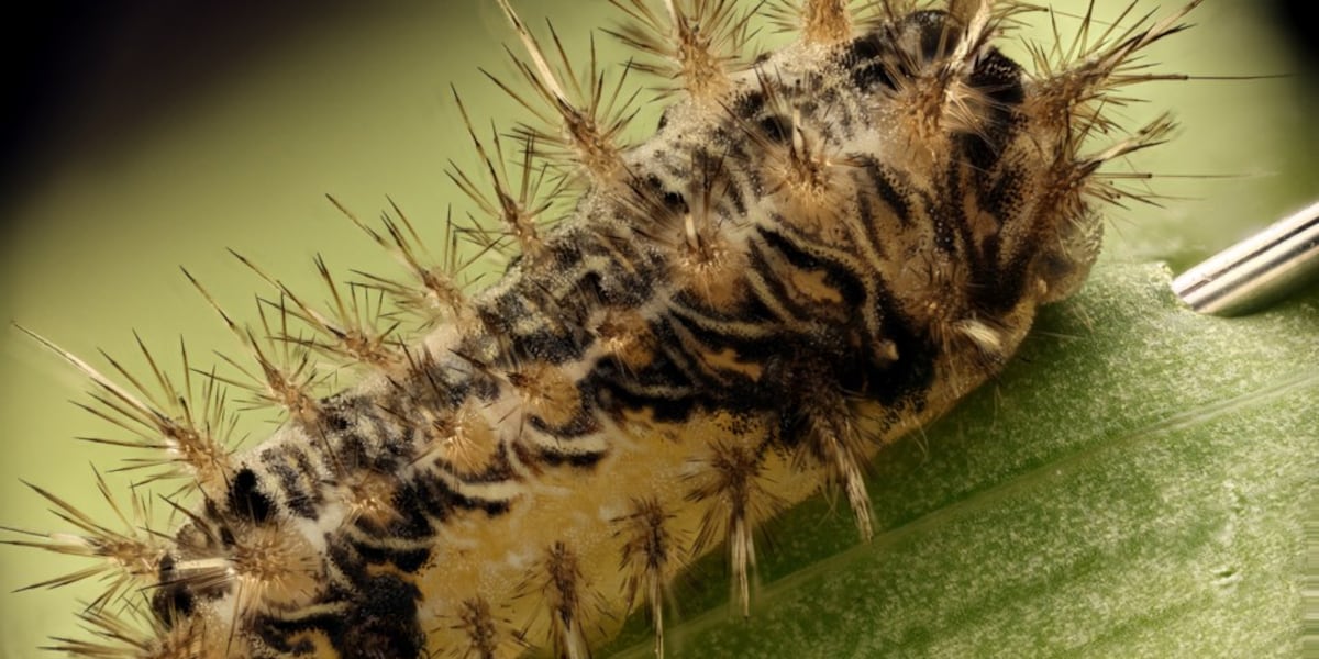 Invasive stinging caterpillars reemerge in Hawaii as authorities release thousands of wasps to counteract them