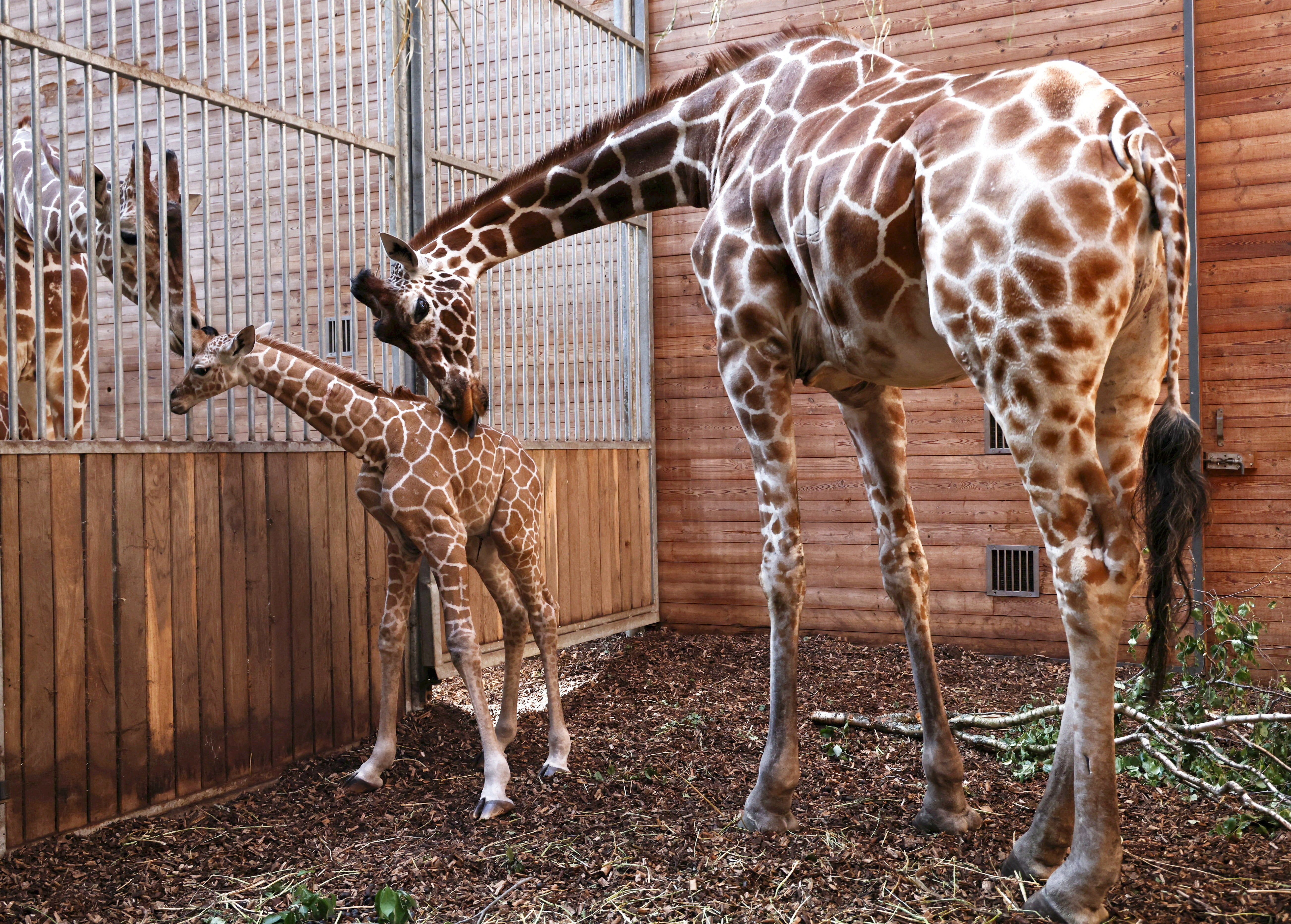 Zoo Miami in Florida responded to four incidents in as many days by spending $1 million on an upgraded surveillance system and checking visitors bags at the entrance (Reuters)