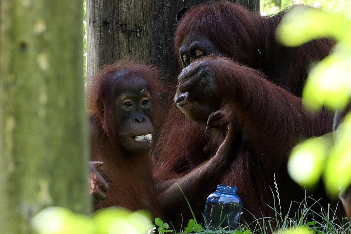 The caged animals reportedly didn't seem to notice anything out of the ordinary, unlike during hurricane preparations that cause stress by disrupting their daily routines (Reuters)