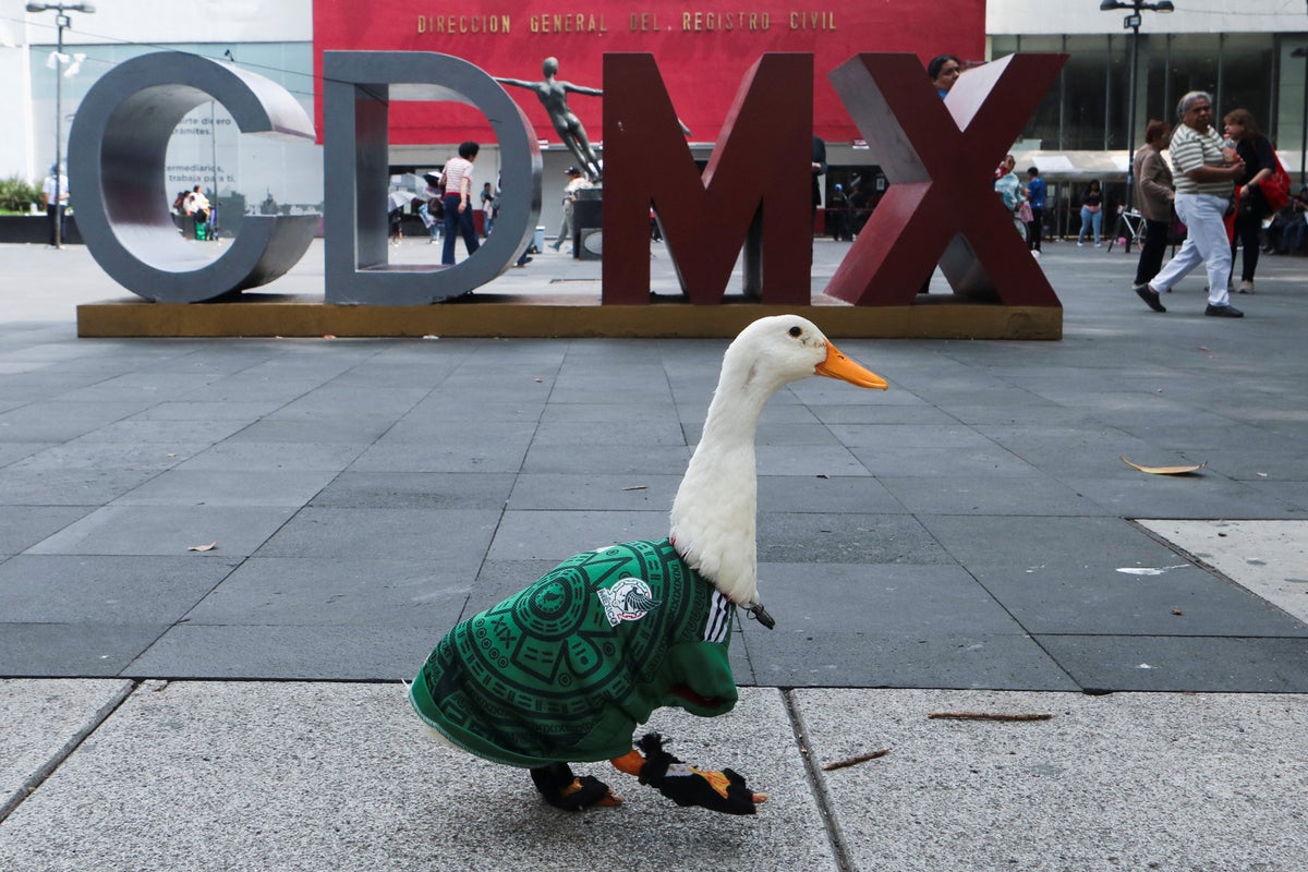 O pato Merlin, sensação viral, teve sua entrada no estádio negada antes do jogo contra o México.