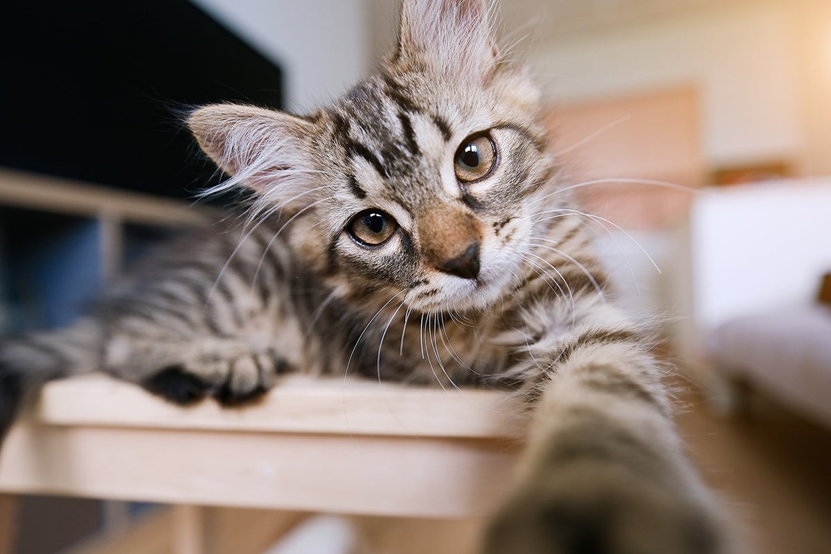 PETA joins push by parents to reinstate bus driver fired for letting student rescue a kitten