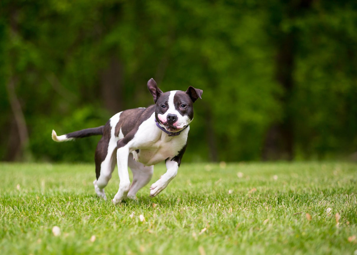 Why do dogs and cats get the zoomies? Scientists explain the sudden bursts of energy