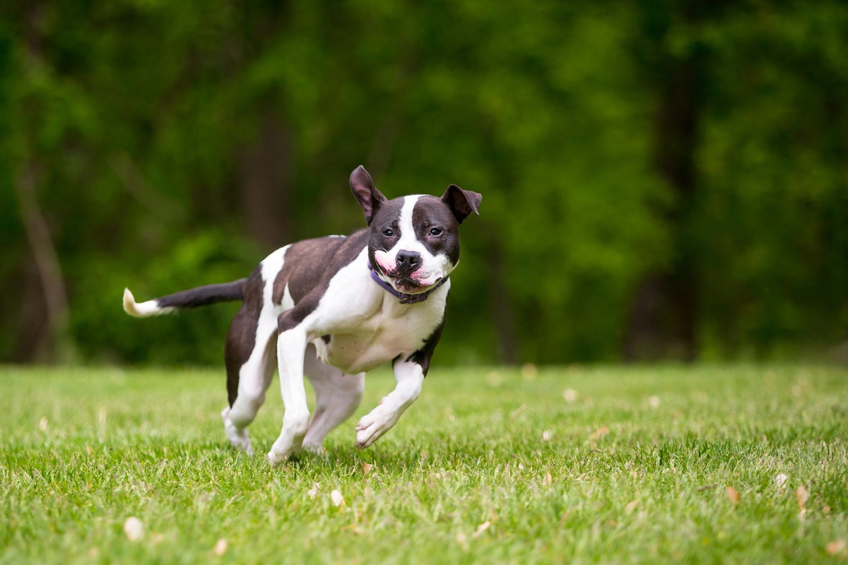 Why do dogs and cats get the zoomies? Scientists explain the sudden bursts of energy Why do dogs and cats get the zoomies? Scientists explain the sudden bursts of energy
