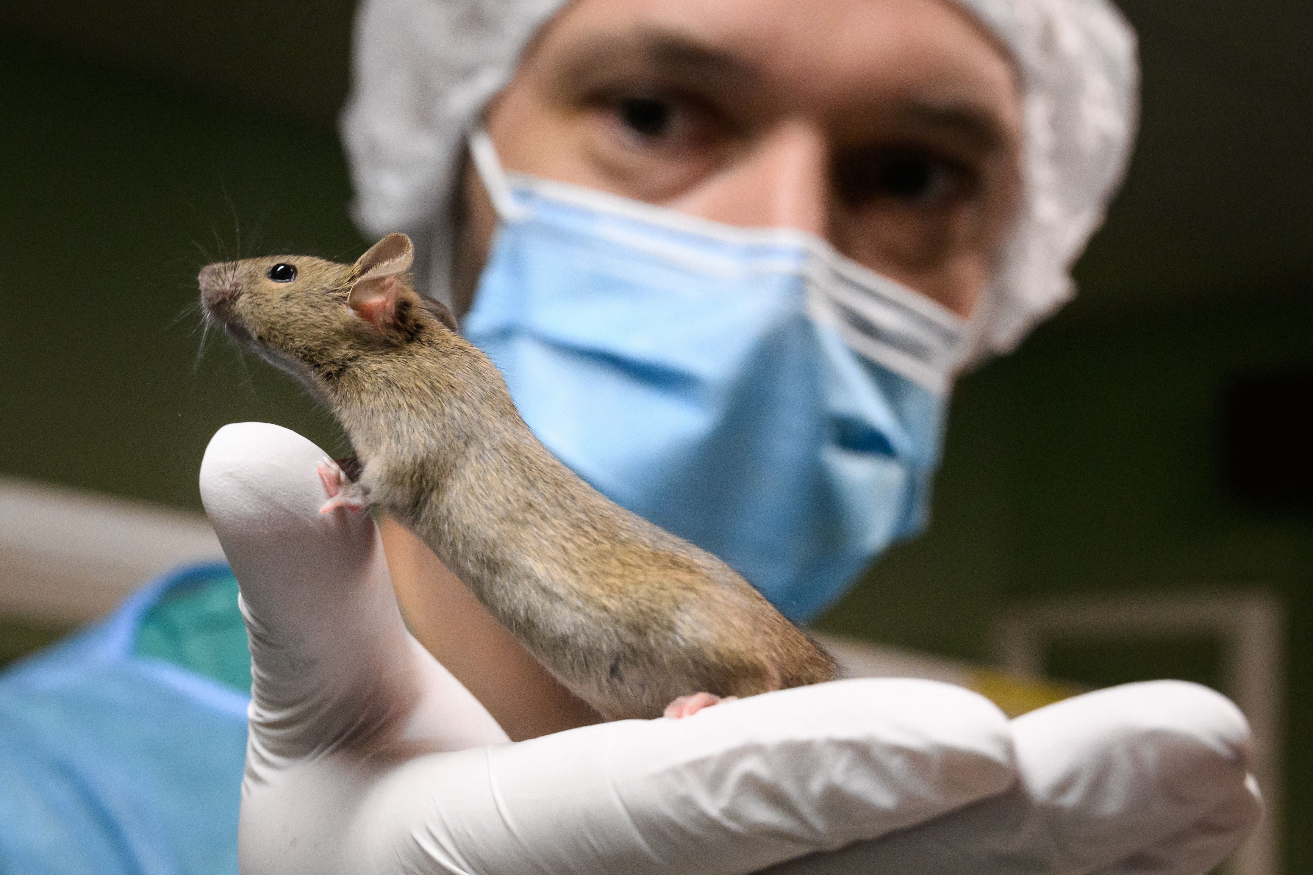 Future research aims to address whether this could be a beneficial implant in humans, too