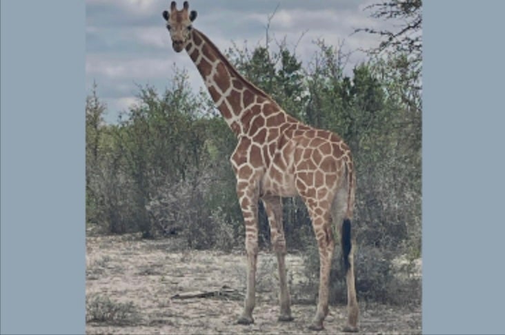 <p>The mystery of a missing giraffe in Texas has deepened as cops call stories of her recapture false</p>