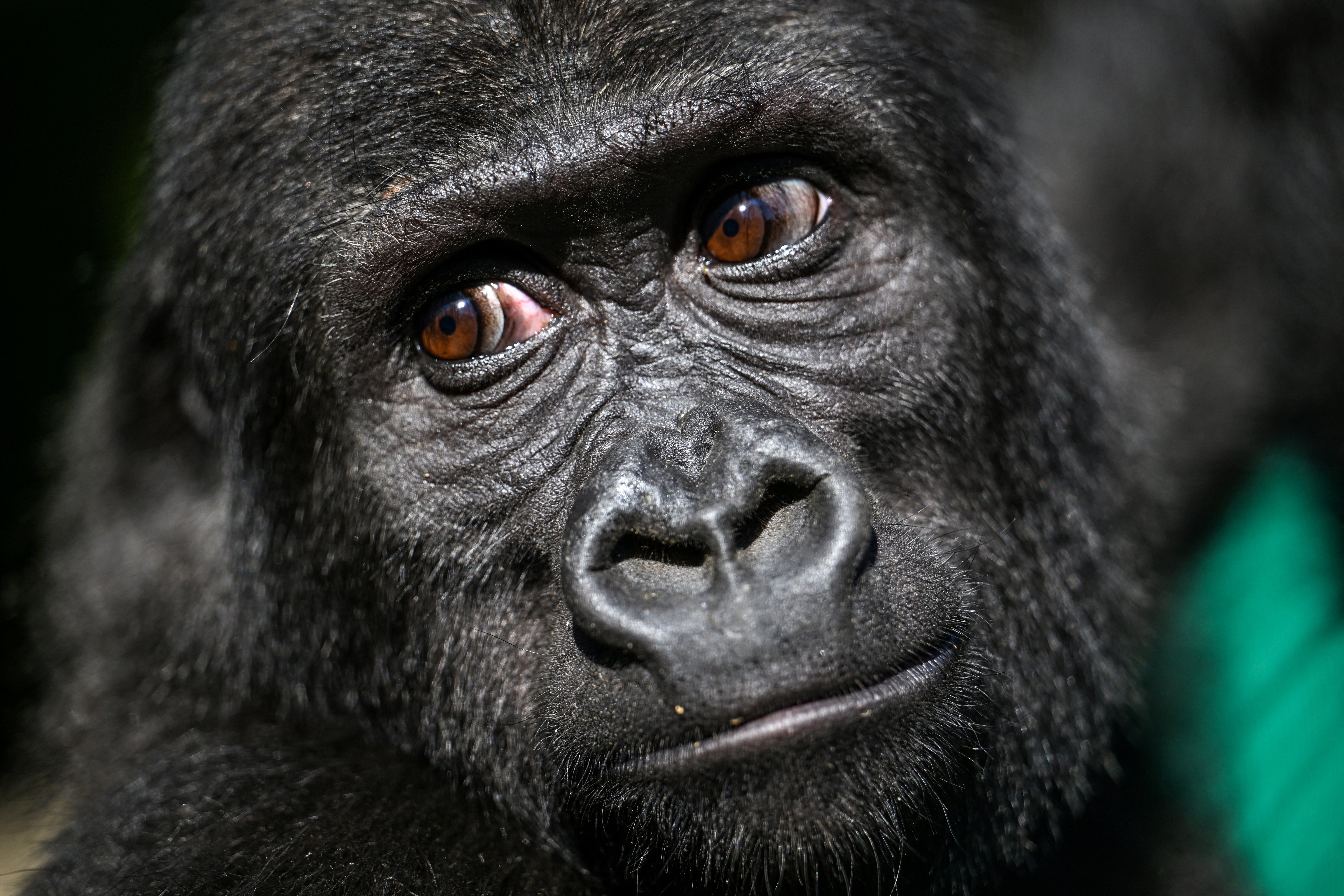 This striking similarity, scientists propose, serves as a powerful indicator of their deep evolutionary connection to a common ancestor