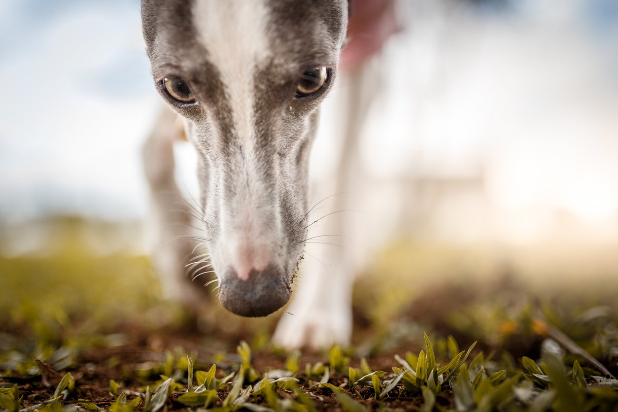 Allowing dogs to “read the local news” of their environment is low cost and easy to implement