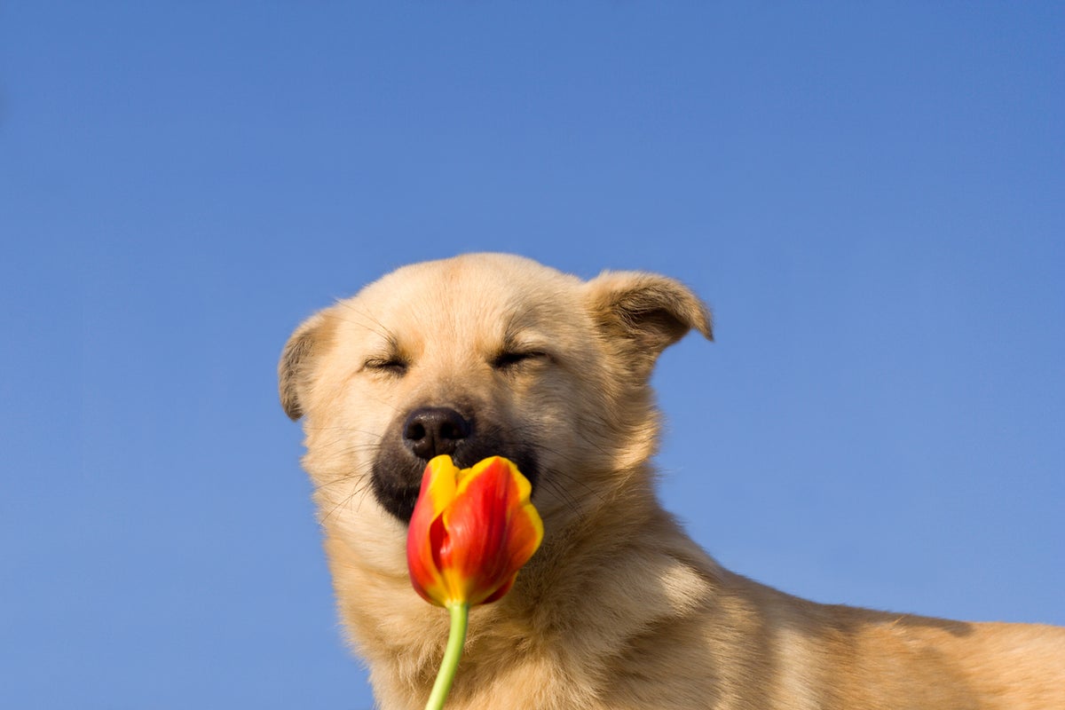Six easy ways to boost your dog’s happiness and wellbeing – UK Times Six easy ways to boost your dog’s happiness and wellbeing – UK Times