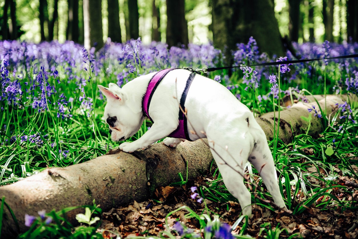 Research has shown dogs have scent preferences