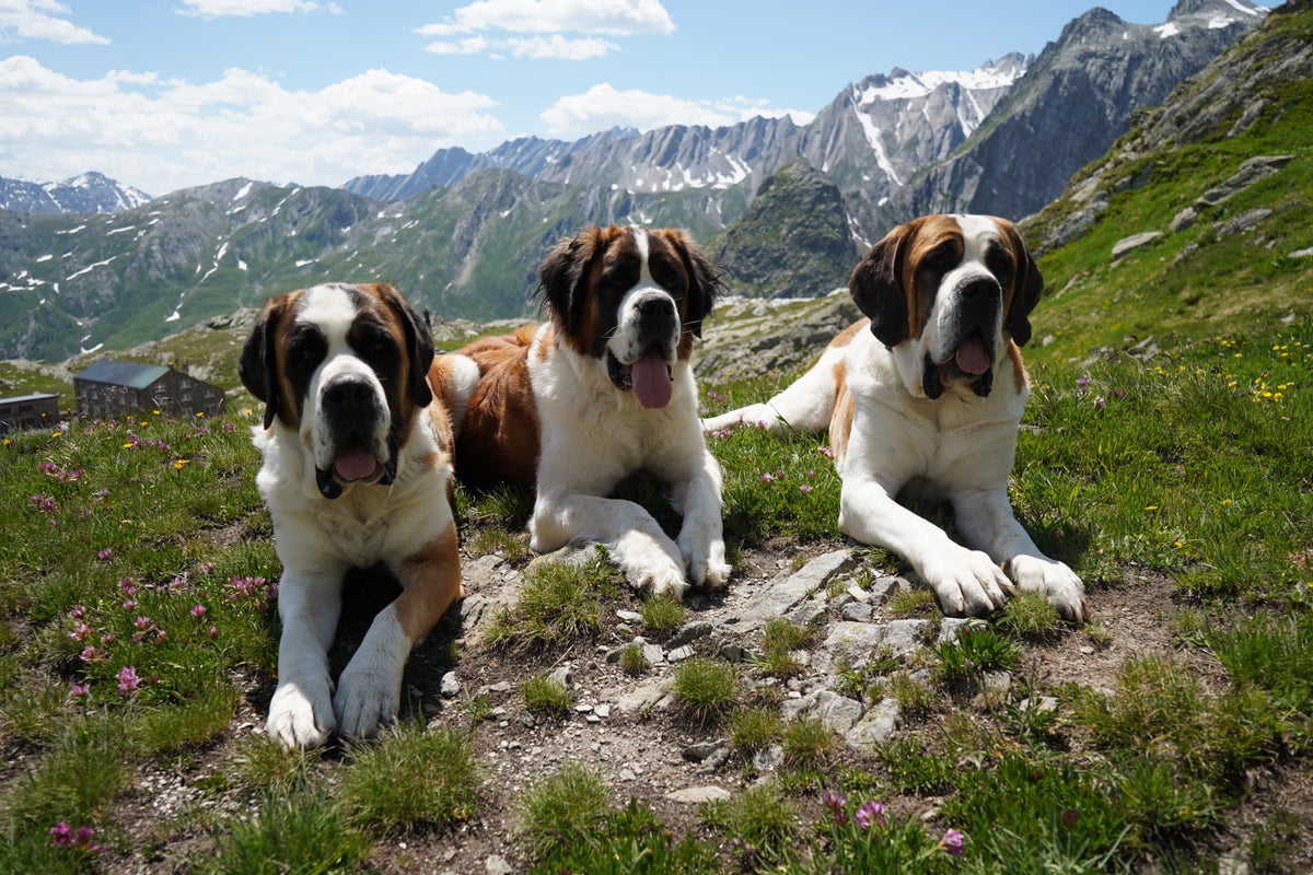St. Bernard dogs honored in a museum that bridges the breed’s history with its future – UK Times