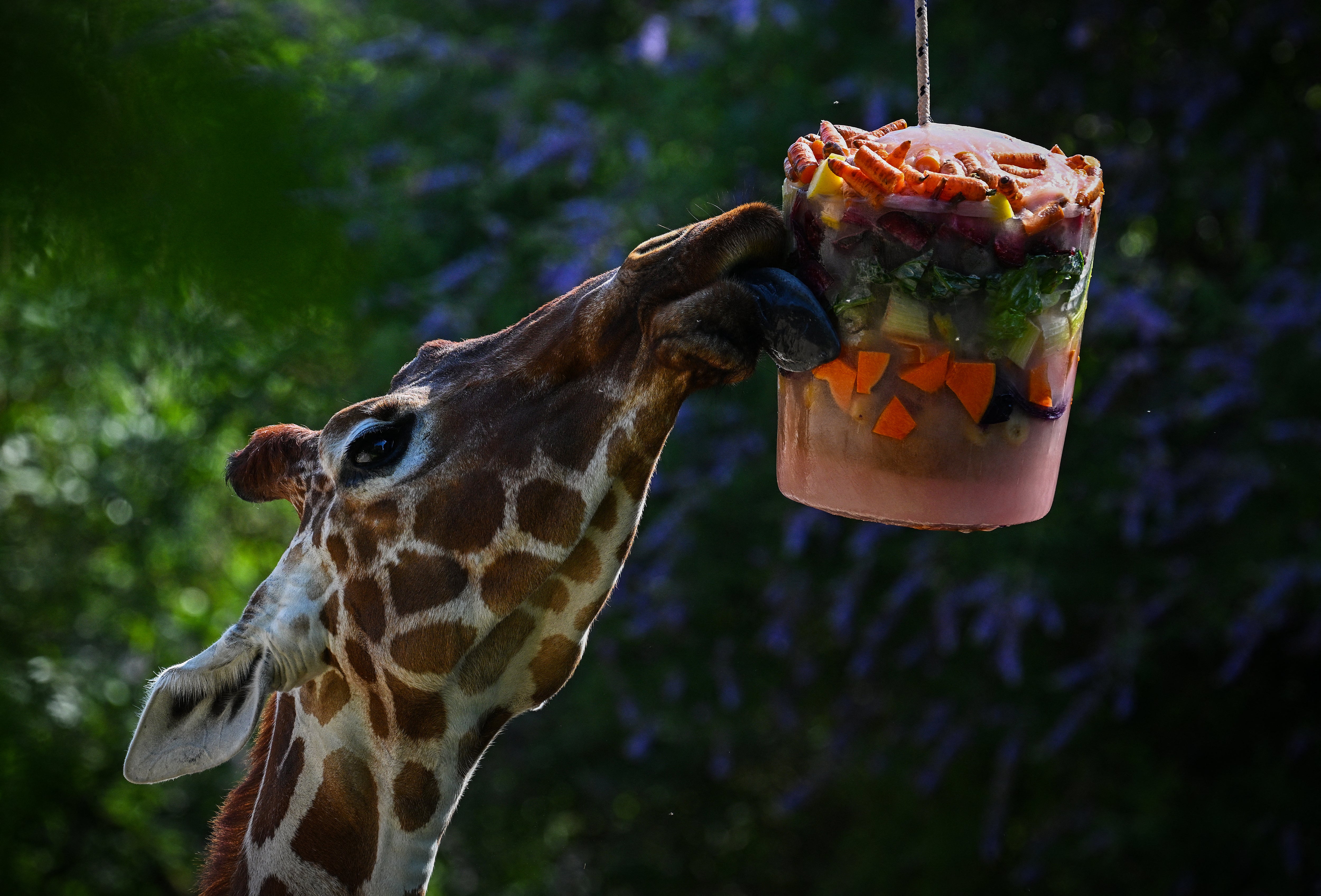 A giraffe eats frozen fruit and vegetables at Rome’s Zoological Garden as the heatwave grips on Friday (AFP/Getty)
